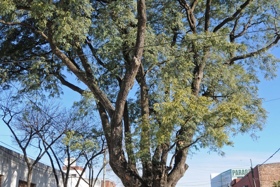 9194 | Día del Árbol - Censo Arbolado 2014  - Dir. Gral. de Comunicación Social (Marcelo Beltrame)