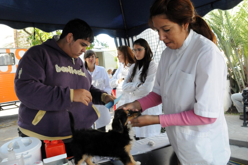 11783 | El Imusa realiza campañas periódicas de vacunación y desparasitación - Municipalidad de Rosario (archivo)