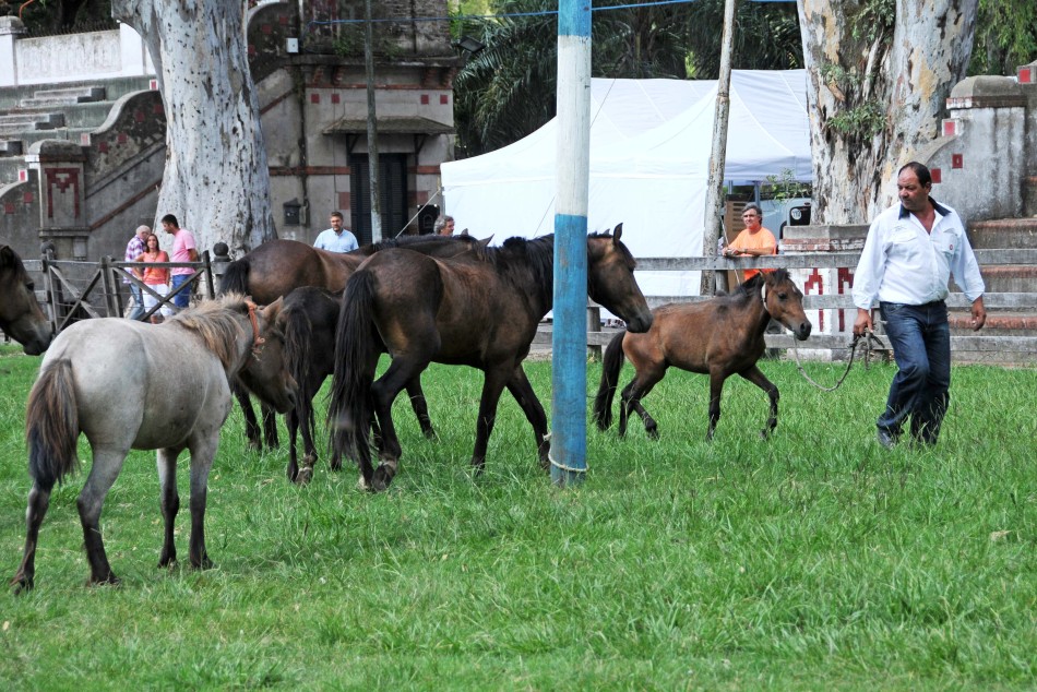 22693 | Eliminación de tracción animal en Rosario: carreros entregan sus caballos y reciben herramientas - Dir. Gral. de Comunicación Social (Marcelo Beltrame)