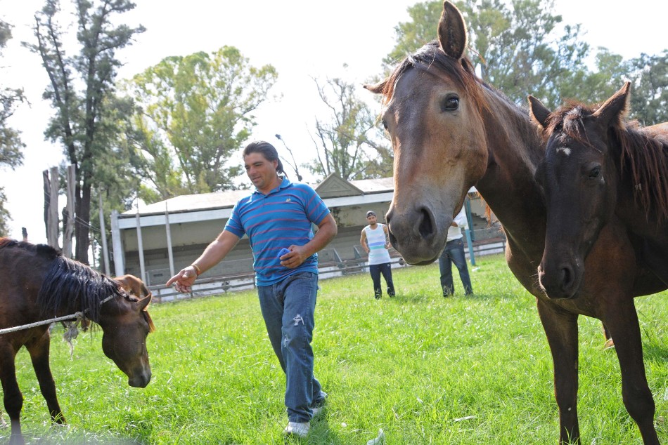 22697 | Eliminación de tracción animal en Rosario: carreros entregan sus caballos y reciben herramientas - Dir. Gral. de Comunicación Social (Marcelo Beltrame)