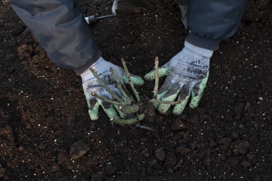 95548 | Comenzó la plantación de más de 7.000 rosales en el Rosedal - Micaela Pertuzzo