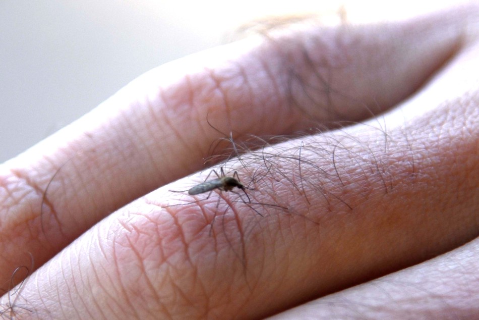 112522 | Picadura de mosquito - Dir. Gral. de Comunicación Social (Silvio Moriconi)