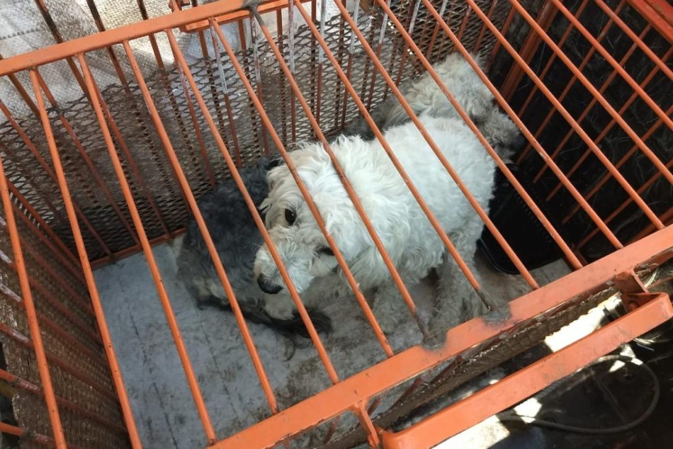 286691 | Operativo Maltrato Animal - Secretaría de Control y Convivencia