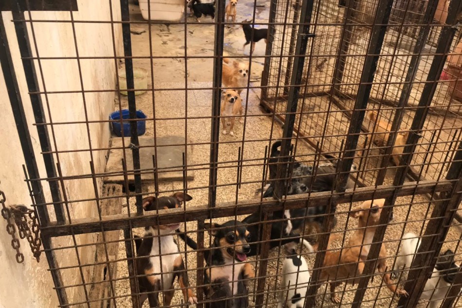 291112 | Criadero clandestino en zona sudoeste - Secretaría de Control y Convivencia