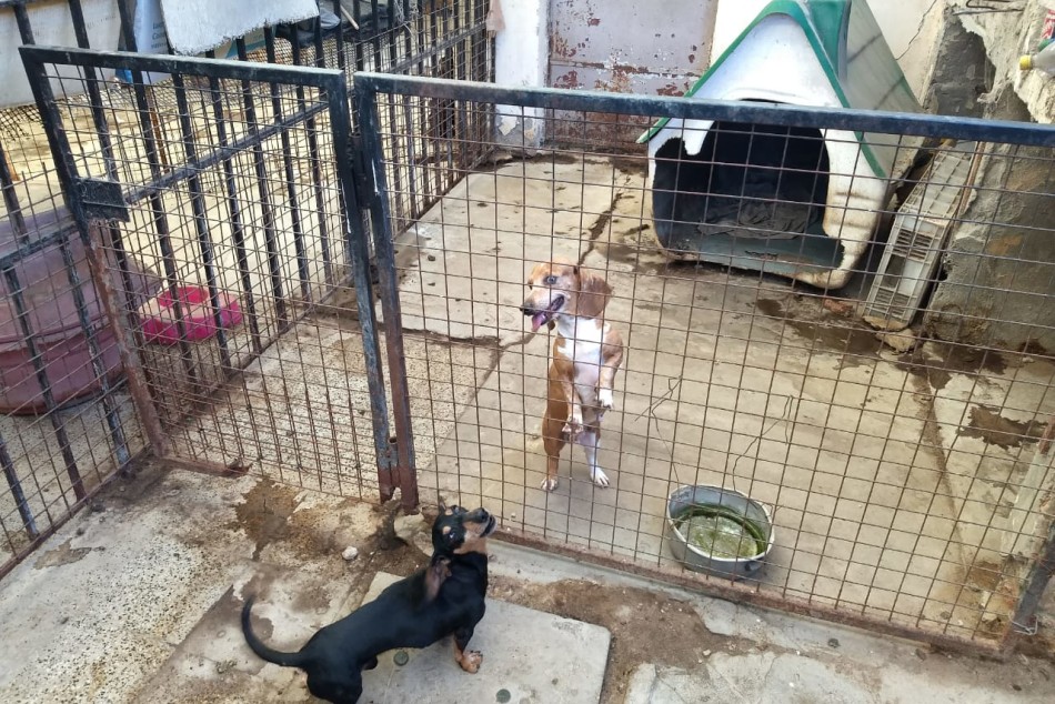 291113 | Criadero clandestino en zona sudoeste - Secretaría de Control y Convivencia