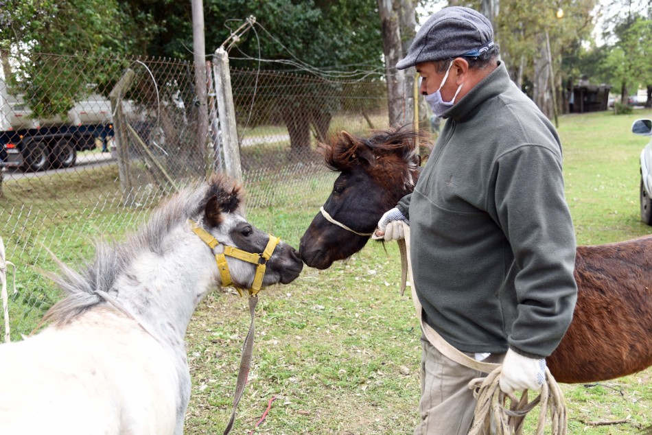 327670 | Entrega en adopción de caballos recuperados - Subsecretaría de Comunicación Social (Silvio Moriconi)