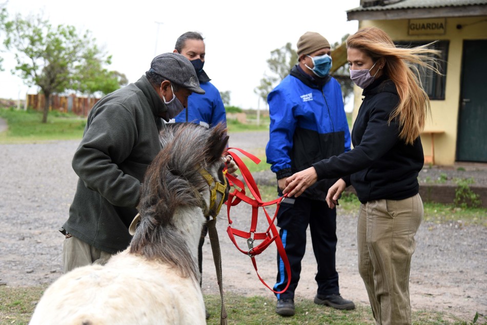 327671 | Entrega en adopción de caballos recuperados - Subsecretaría de Comunicación Social (Silvio Moriconi)