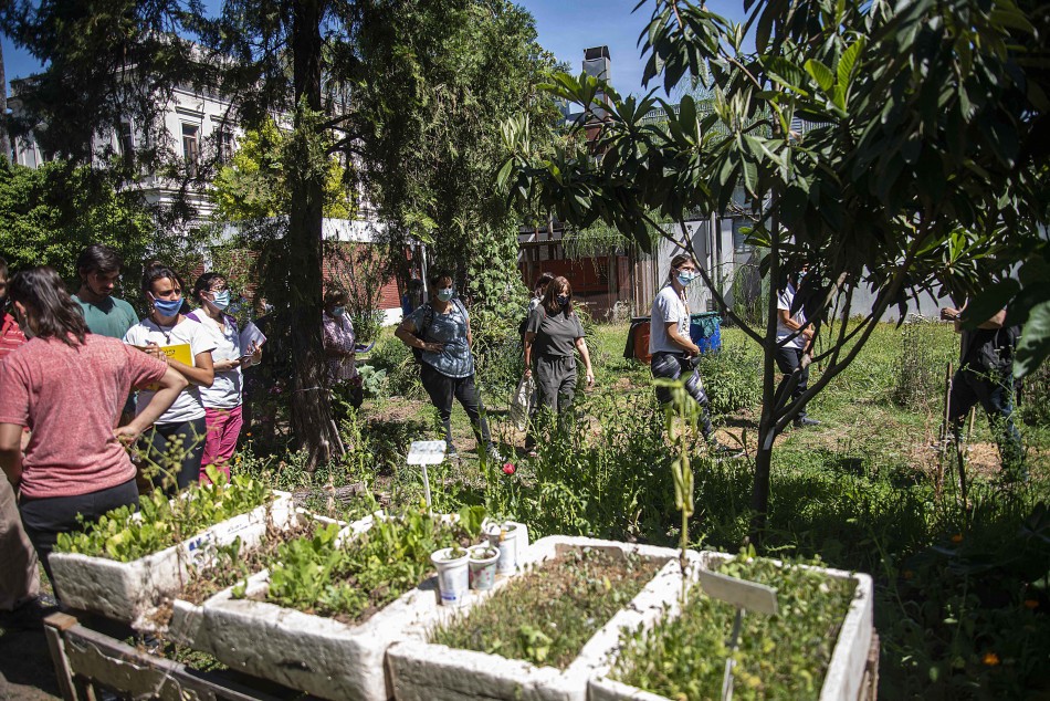 333671 | Plantas medicinales  - Sec. de Salud Pública (Guillermo Fernández)