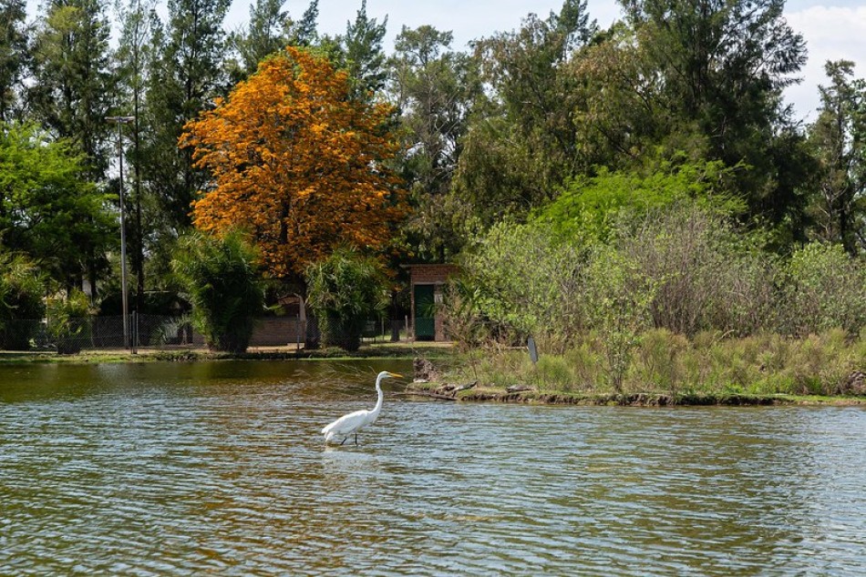 389958 | Bosque de los Constituyentes - Juan Pablo Allegue