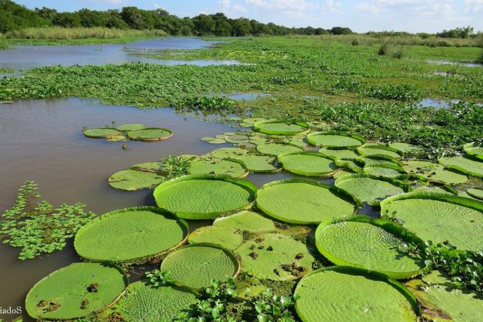 403324 |  - Pablo Cantador