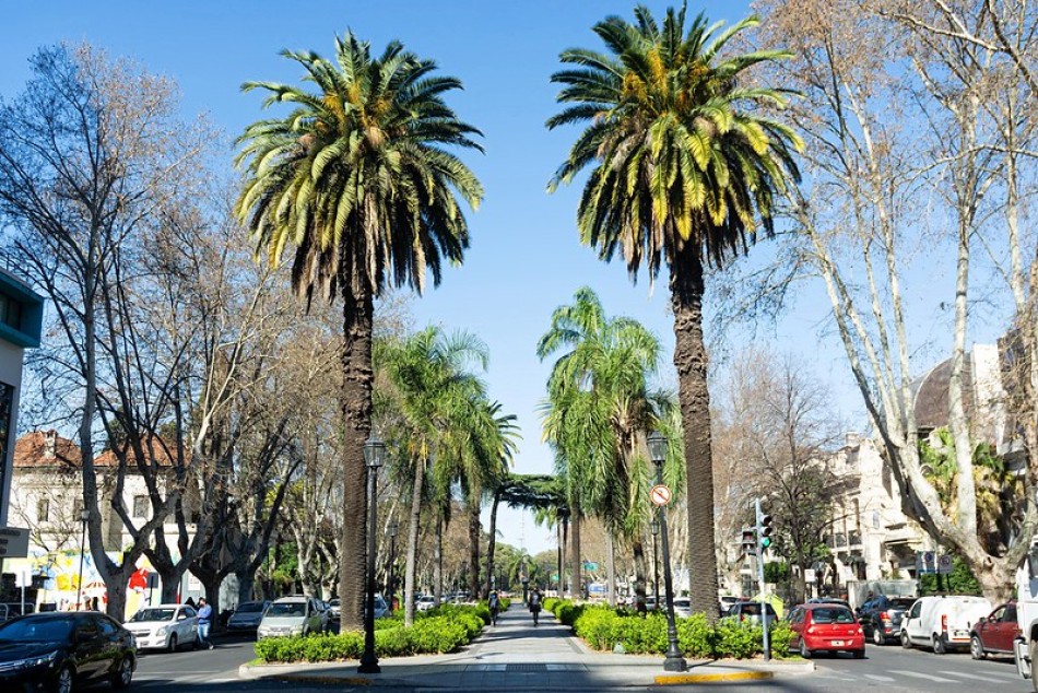 481210 | Palmeras sobre bulevar Ororño - Secretaría de Ambiente y Espacio Público