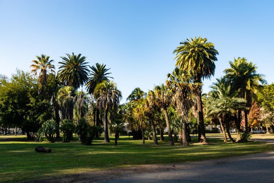 481212 | Palmeras en el parque Independencia - Secretaría de Ambiente y Espacio Público