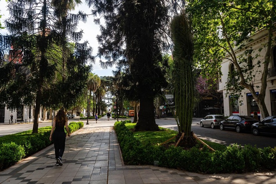 481211 | Palmeras sobre bulevar Ororño - Secretaría de Ambiente y Espacio Público