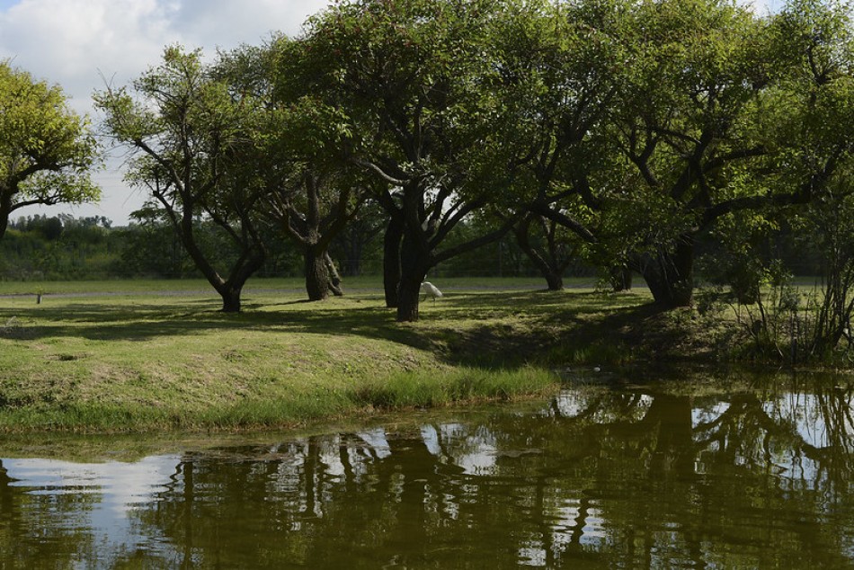 486191 | Bosque de los Constituyentes  - Municipalidad de Rosario (archivo)