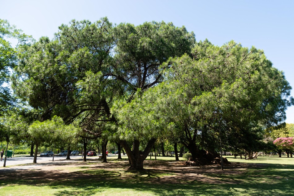 517259 | Árboles en Rosario - Secretaría de Ambiente y Espacio Público