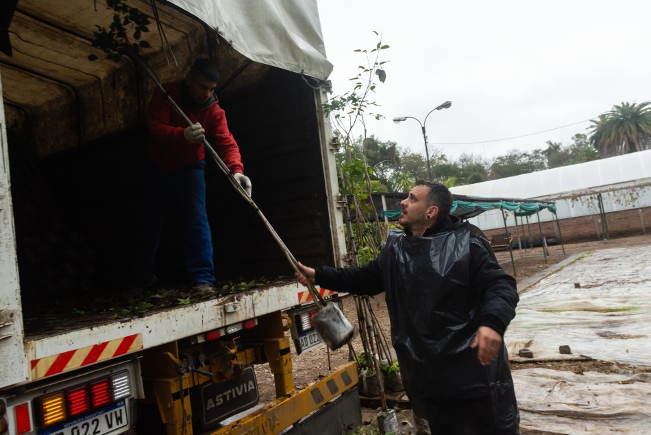 518327 | El municipio compró 10 mil árboles para plantar en toda la ciudad - Secretaría de Ambiente y Espacio Público (Juan Pablo Allegue)