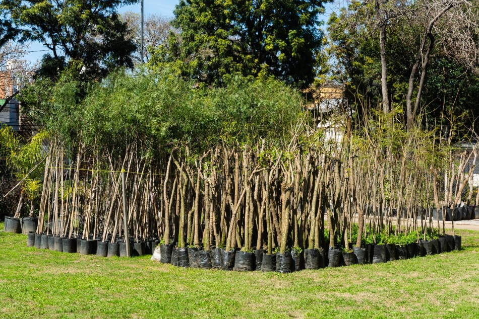 518405 | El municipio compró 10 mil árboles para plantar en toda la ciudad - Secretaría de Ambiente y Espacio Público (Juan Pablo Allegue)