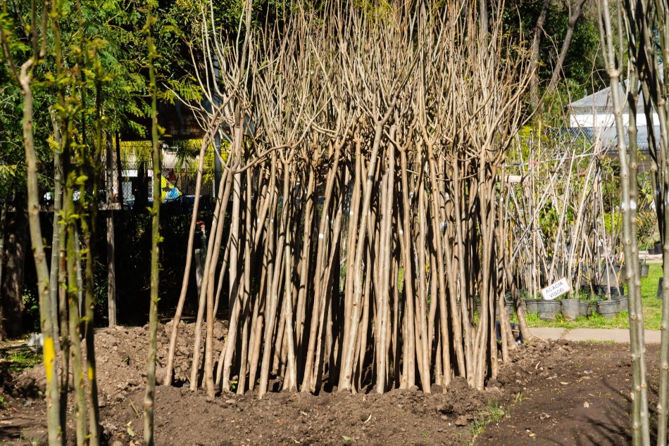 518403 | El municipio compró 10 mil árboles para plantar en toda la ciudad - Secretaría de Ambiente y Espacio Público (Juan Pablo Allegue)