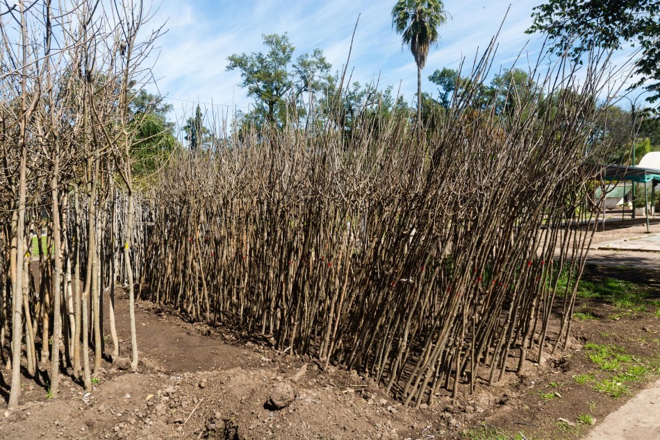 518404 | El municipio compró 10 mil árboles para plantar en toda la ciudad - Secretaría de Ambiente y Espacio Público (Juan Pablo Allegue)