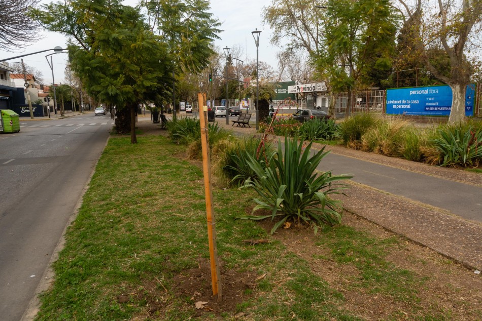 521015 | Plantación de árboles en bulevar Oroño - Secretaría de Ambiente y Espacio Público (Juan Pablo Allegue)