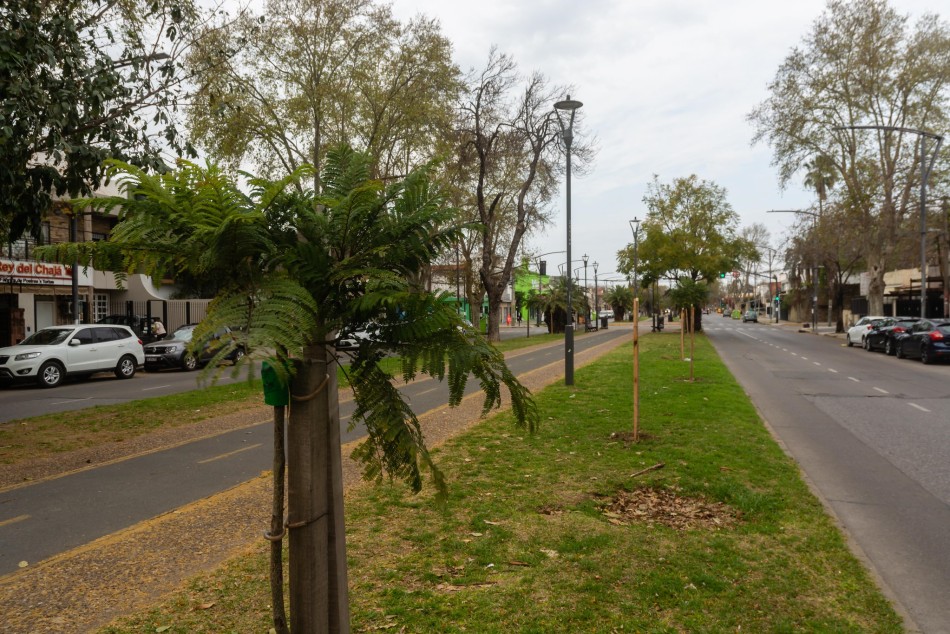 521018 | Plantación de árboles en bulevar Oroño - Secretaría de Ambiente y Espacio Público (Juan Pablo Allegue)