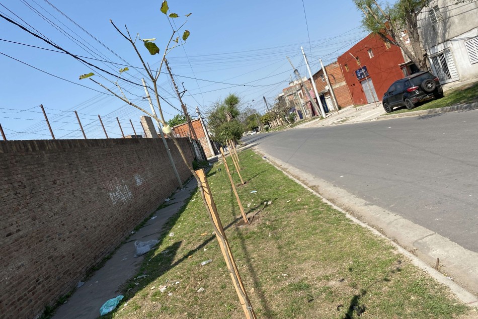 523607 | El municipio planta árboles en barrios de todos los distritos - Municipalidad de Rosario