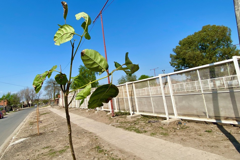 523606 | El municipio planta árboles en barrios de todos los distritos - Municipalidad de Rosario