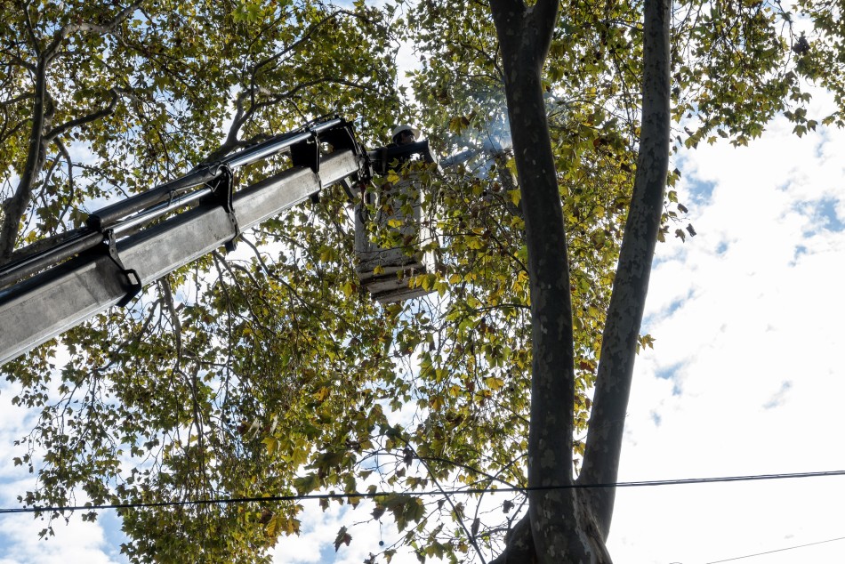 567273 | El municipio realiza trabajos de mantenimiento del arbolado público - Secretaría de Ambiente y Espacio Público