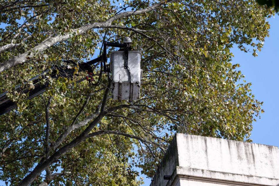 567274 | El municipio realiza trabajos de mantenimiento del arbolado público - Secretaría de Ambiente y Espacio Público
