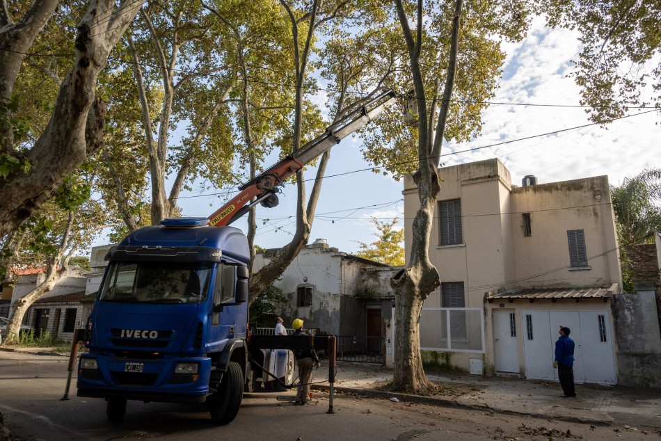 567272 | El municipio realiza trabajos de mantenimiento del arbolado público - Secretaría de Ambiente y Espacio Público