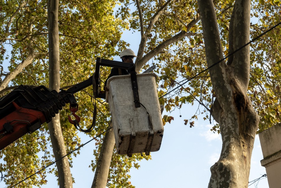 567271 | El municipio realiza trabajos de mantenimiento del arbolado público - Secretaría de Ambiente y Espacio Público