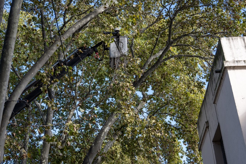 567276 | El municipio realiza trabajos de mantenimiento del arbolado público - Secretaría de Ambiente y Espacio Público