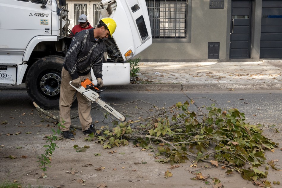 567278 | El municipio realiza trabajos de mantenimiento del arbolado público - Secretaría de Ambiente y Espacio Público