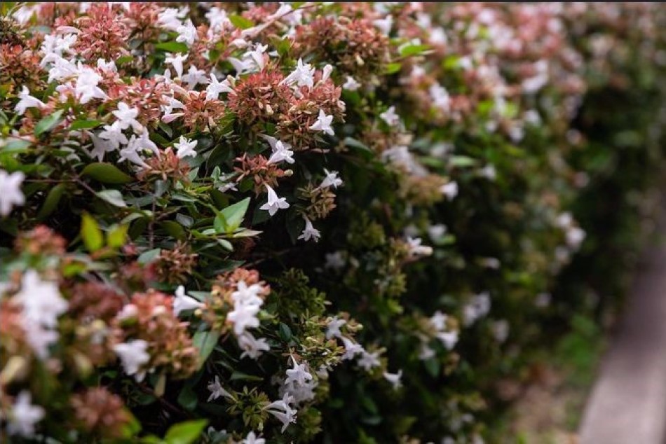 607847 |  - Municipalidad de Rosario